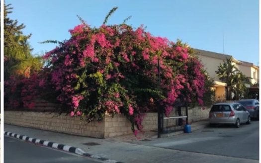 Houses for Sale in Limassol